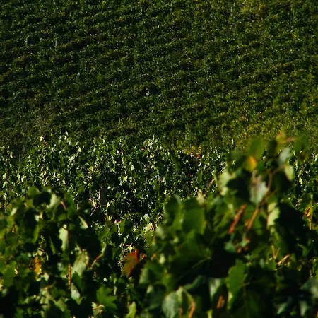 Montegonfoli Farm stay San Gimignano