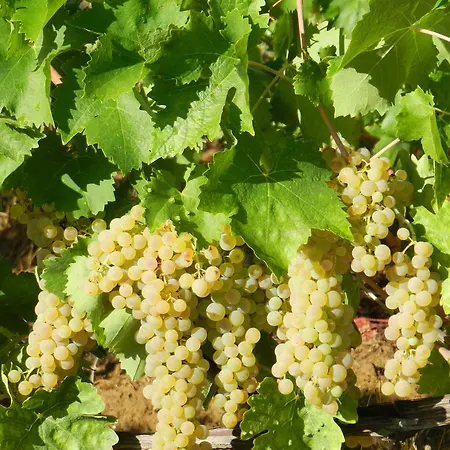 Montegonfoli סן ג'ימיניאנו